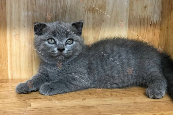 Mèo Scottish Fiold tai cụp lửng màu xám than