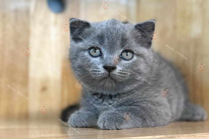 Mèo Munchkin màu xám xanh