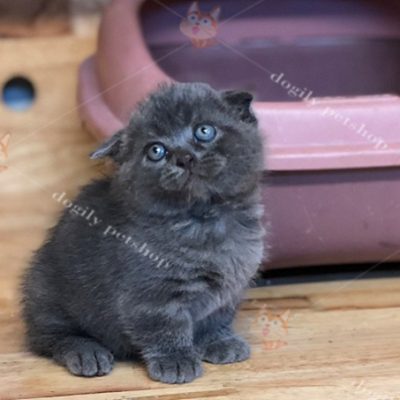 Mèo Munchkin Scottish Xám xanh chân ngắn tai cụp