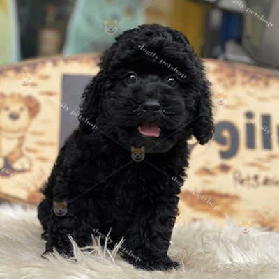 Chó Poodle màu đen tuyền tại Dogily Petshop