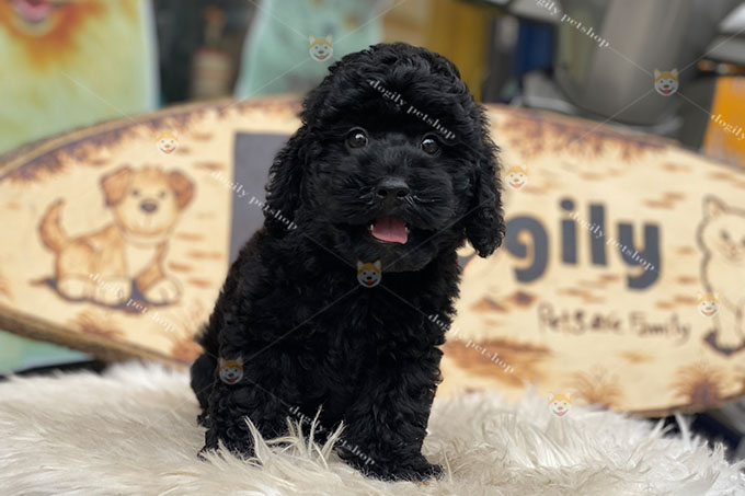 Chó Poodle màu đen tuyền tại Dogily Petshop