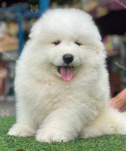 Chó Samoyed trắng thuần chủng 2 tháng tuổi giới tính đực tại Dogily Petshop