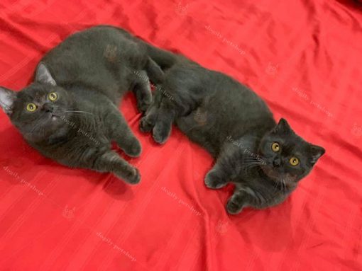 Đôi mèo chân ngắn màu xám đen tai cụp & tai thẳng 6 tháng tuổi đáng yêu của nhà Dogily.