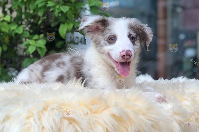 Chó Border Collie màu lilac merle 2 màu mắt 3 tháng tuổi