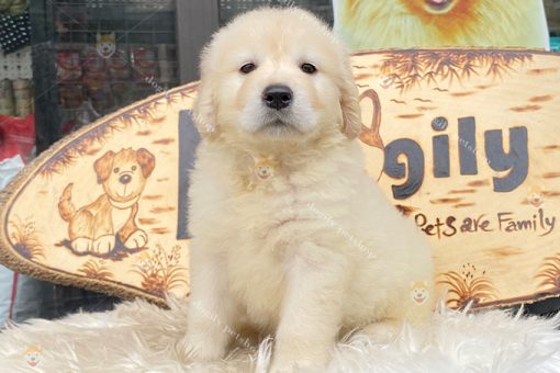 Chó Golden Retriever màu vàng kim 2 tháng tuổi
