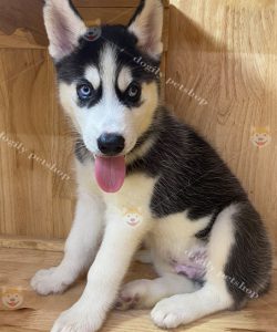 Chó Husky sibir màu đen trắng 2 tháng tuổi