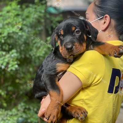 Bạn hãy chọn mua chó Rottweiler ở những địa chỉ cung cấp thú cưng uy tín như Dogily.vn