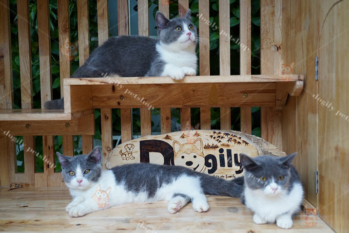 Đàn mèo chân ngắn bicolor siêu đáng yêu tại Dogily Petshop
