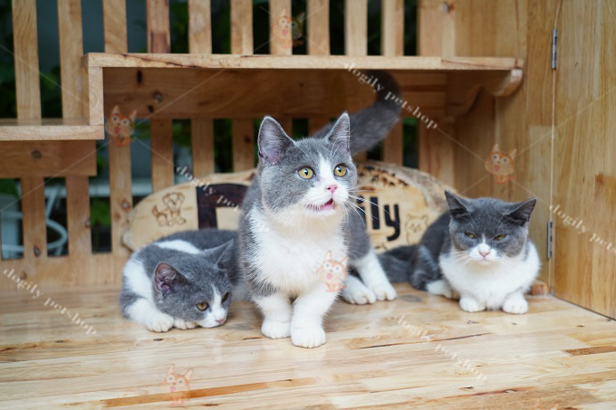 Đàn mèo Anh chân ngắn màu bicolor xám trắng tại trại mèo Dogily Cattery