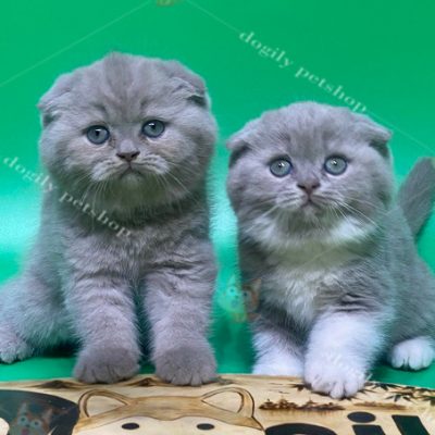 Đàn 4 mèo tai cụp màu xám xanh