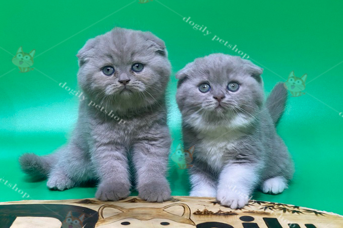 Đàn 4 mèo tai cụp màu xám xanh