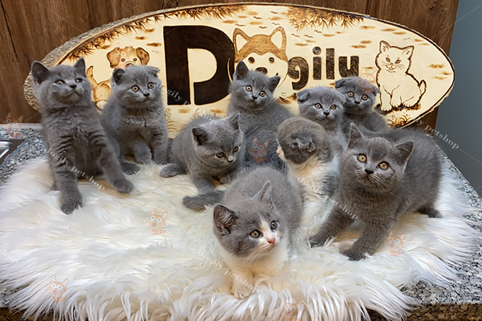 Đàn 9 bé mèo xám xanhk bicolor thuần chủng