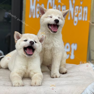 Đôi chó Shiba Inu màu trắng 2 tháng tuổi thuần chủng