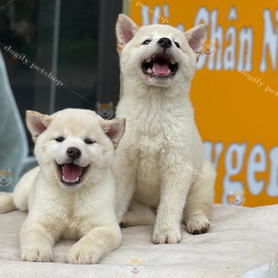Đôi chó Shiba Inu màu trắng 2 tháng tuổi thuần chủng bố mẹ nhập khẩu châu Âu.