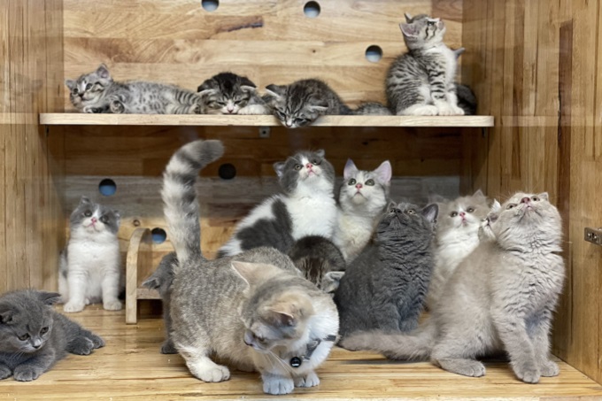 Luôn có sẵn hàng trăm mèo con tại hệ thống Dogily.