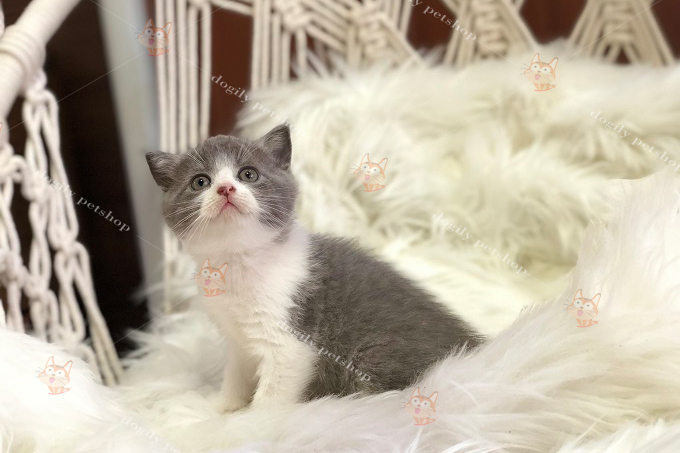 Mèo Anh lông ngắn Aln màu bicolor 2 tháng tuổi