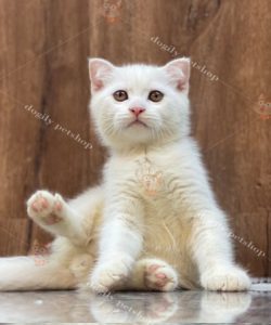 Mèo Anh lông ngắn Aln màu trắng 2 tháng tuổi.