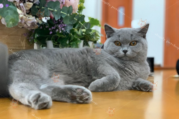 Mèo Anh lông ngắn màu xám xanh đực giống nhập khẩu từ Nga tại Dogily Petshop