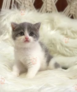 Mèo Anh Lông ngắn màu bicolor 2 tháng tuổi