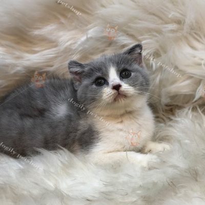 Mèo Anh lông ngắn con màu bicolor 2 tháng tuổi
