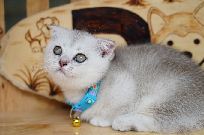 mèo chân ngắn tai cụp silver