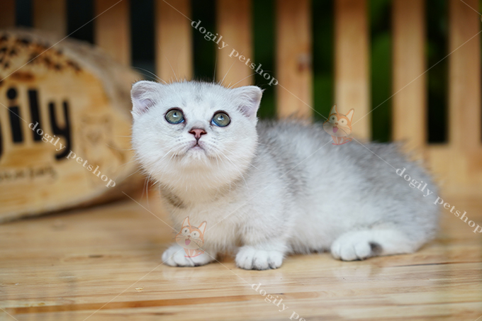 Siêu phẩm mèo silver tai cụp chân ngắn