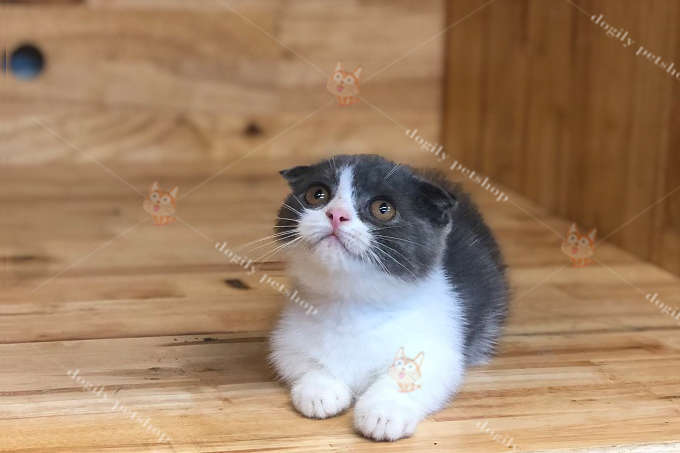 Mèo tuxedo tai cụp chân ngắn 2 tháng tuổi