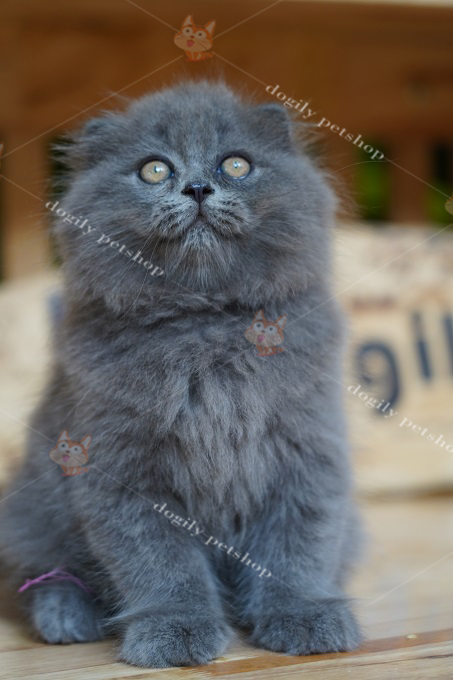 Mèo Anh lông dài màu xám xanh tai cụp