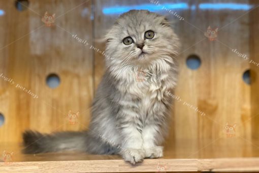 Mèo lông dài tai cụp màu silver tabby