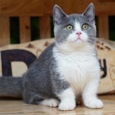 Mèo Munchkin Bicolor 4 tháng tuổi.