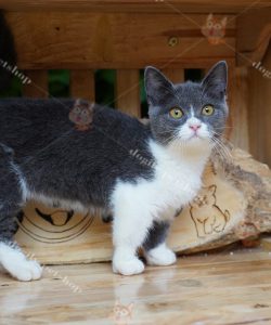 Mèo Munchkin bicolor 4 tháng tuổi