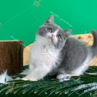 Mèo Munchkin bicolor