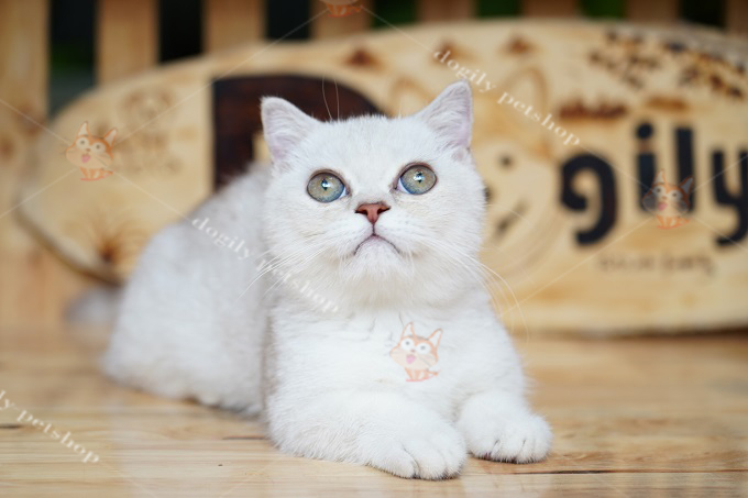 Một bé mèo Munchkin màu bạc tuyệt đẹp
