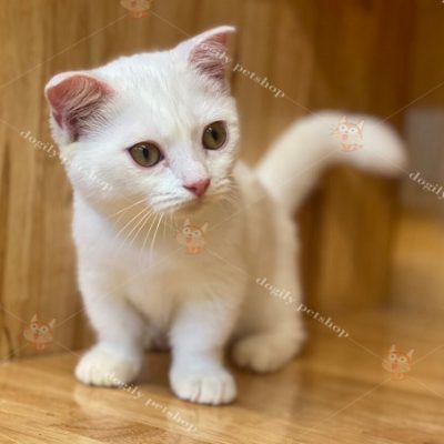 Mèo Munchkin tai cụp trắng