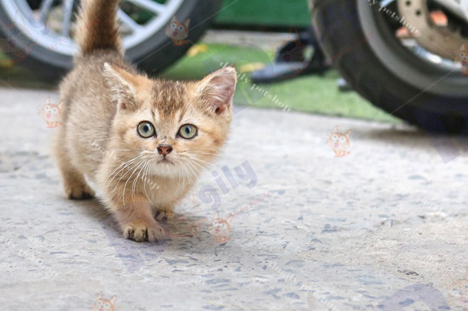 Mèo Munchkin golden chân ngắn