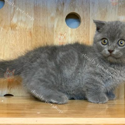 Mèo Munchkin chân ngắn màu xám xanh 2 tháng tuổi.