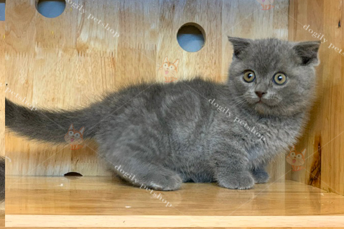 Mèo Munchkin chân ngắn màu xám xanh 2 tháng tuổi.