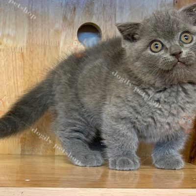 Mèo Munchkin màu xám xanh 2 tháng tuổi tại Dogily Petshop.
