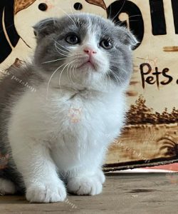 Mèo Anh lông ngắn màu bicolor 2 tháng tuổi