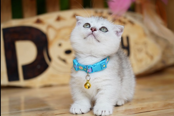 Mèo con màu silver chân ngắn tai cụp 2 tháng tuổi cực dễ thương.