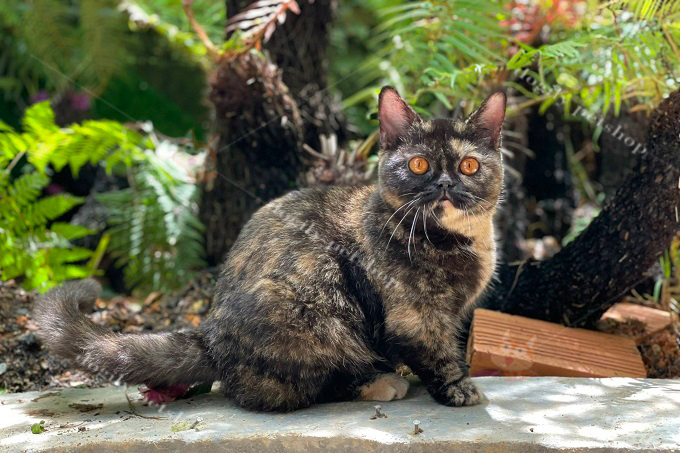Mèo Anh lông ngắn có họa tiết kết hợp giữa cả tortie (mai rùa hay đồi mồi) và tabby (mướp vằn) rất độc, lạ và tương đối hiếm