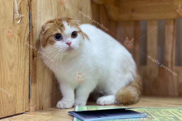 Giá mèo tai cụp Scrottish có giấy tờ đầy đủ sẽ cao hơn mèo không có giấy 