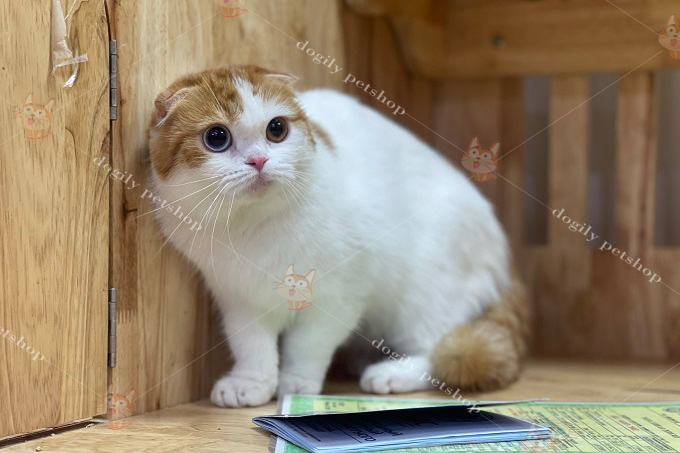 Mèo Scottish Fold tai cụp hai màu mắt