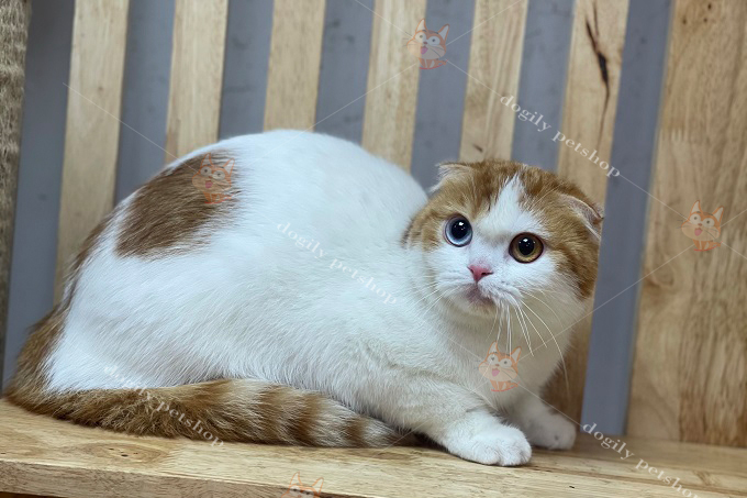  mèo Scottish Fold hai màu mắt 