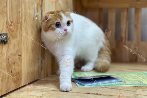 Mèo Scottish Fold có hơn 100 kiểu hoa văn và màu sắc lông