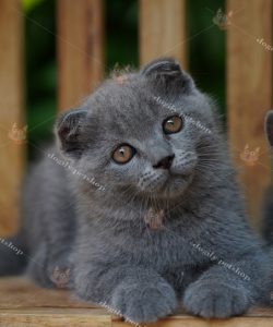 Mèo Scottish Fold màu xám xanh