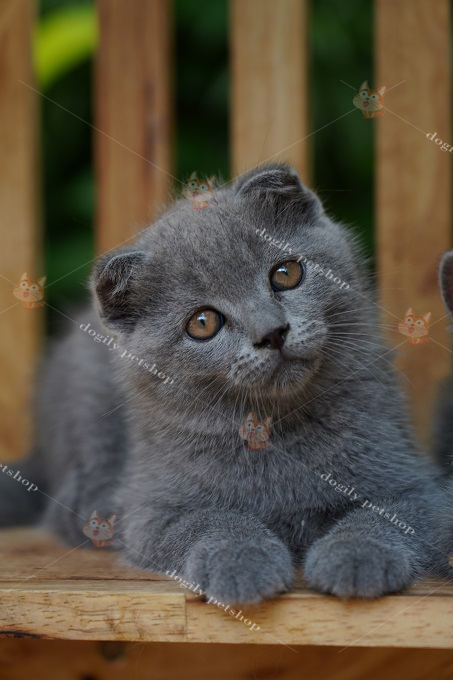 Mèo Scottish Fold màu xám xanh