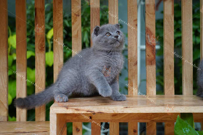 Mèo Scottish xám xanh tai cụp 1