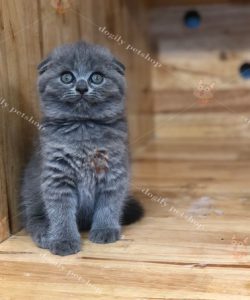 Mèo Scottish màu xám xanh tai cụp