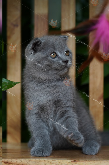 Mèo tai cụp Scottish Fold xám xanh 3 tháng tuổi